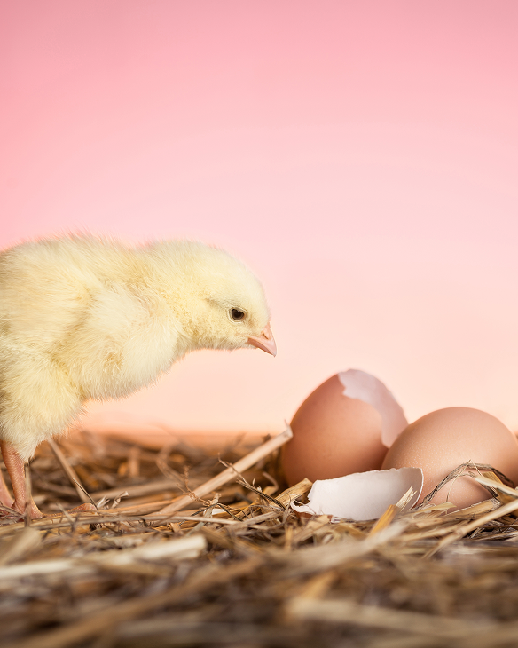 Newborn chick beside cracked eggshell