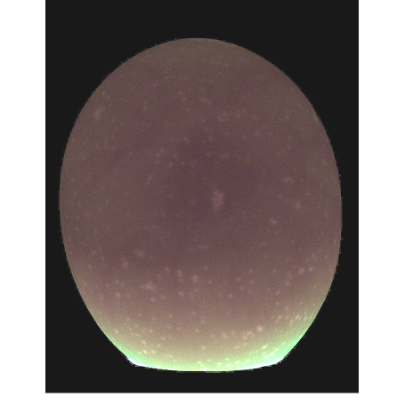 AI scanning a chicken egg with blue light